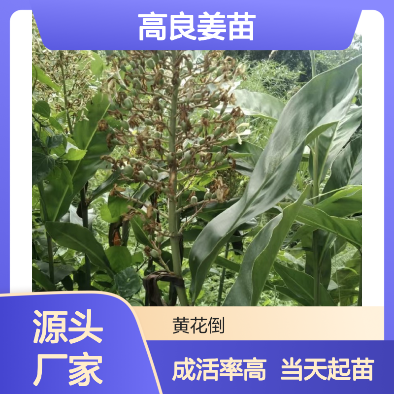 当天起苗当天发高良姜苗 多年生根系发达成活高规格齐全