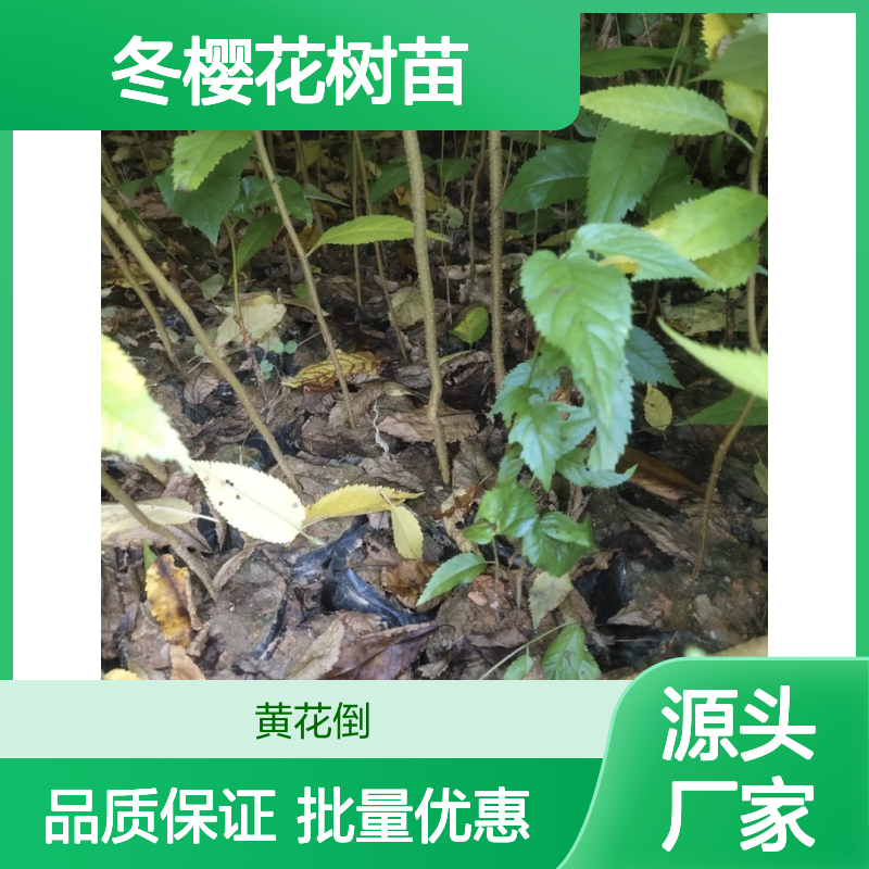 冬樱花树苗 百亩种植园直供 基地批发 成活率高