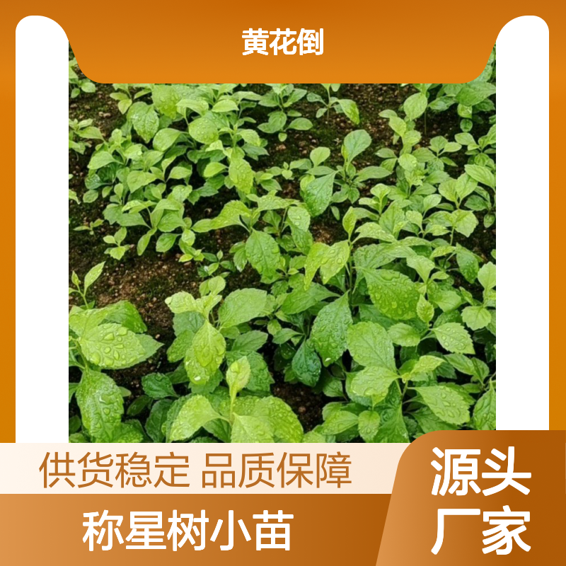 称星树小苗 种植基地直供 园林优选 广泛分布 药用价值