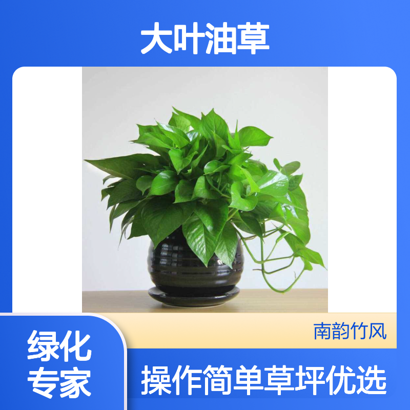 大叶油草 草坪种植维护 绿化工程专用 生长低矮