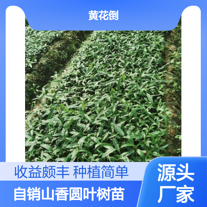 自产自销山香圆叶树苗 种植收益好荒山农田均可种植