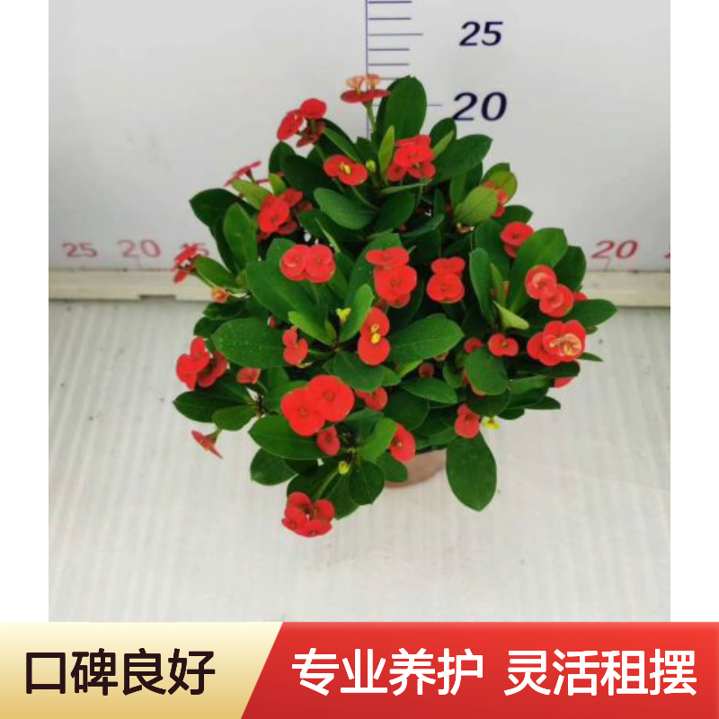大堂花卉租赁花卉盆栽出租 万年青绿植盆栽 布置点缀