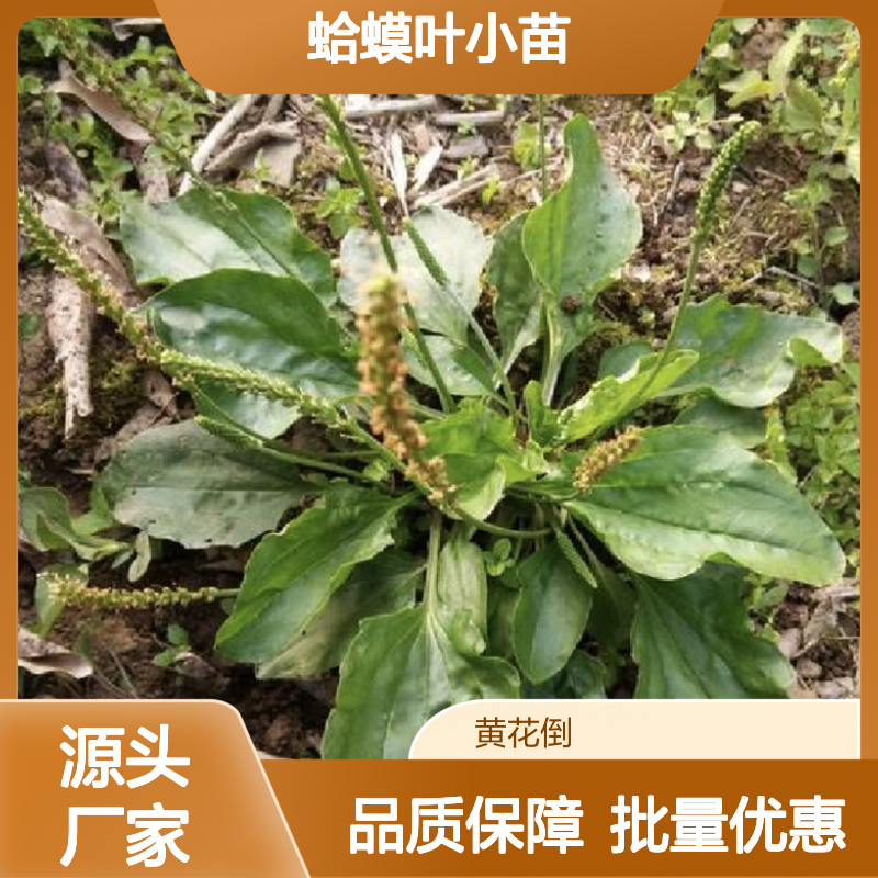 蛤蟆叶小苗 基地直供 草本绿植 药效显著 园林优选