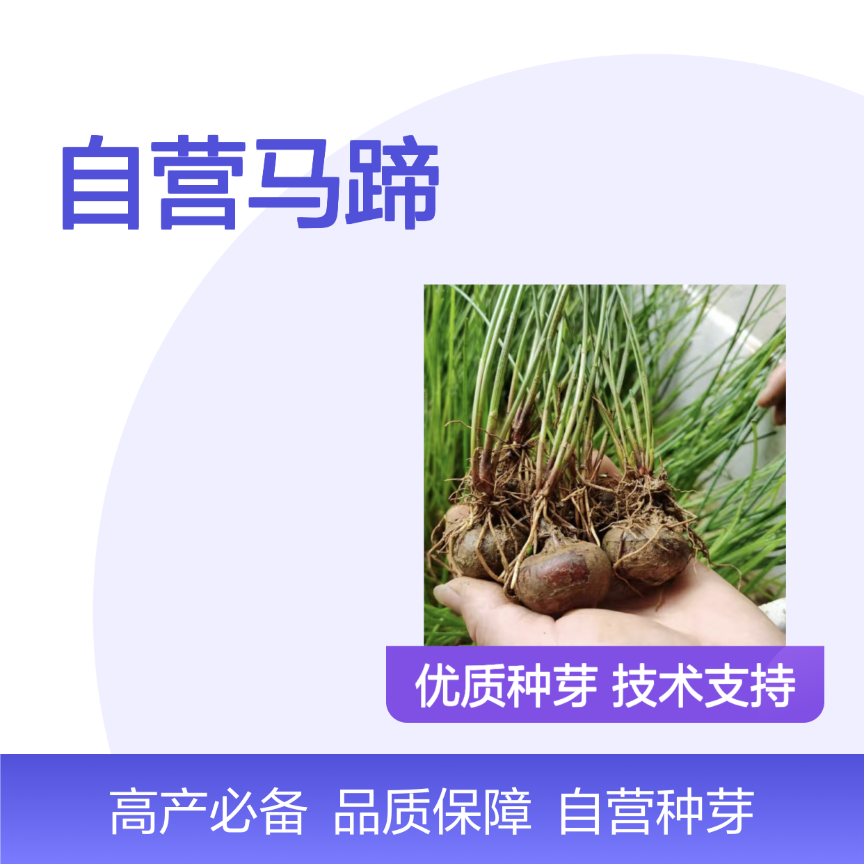 苗木合作社自营马蹄种芽 荸荠幼苗扩繁技术 高产必备