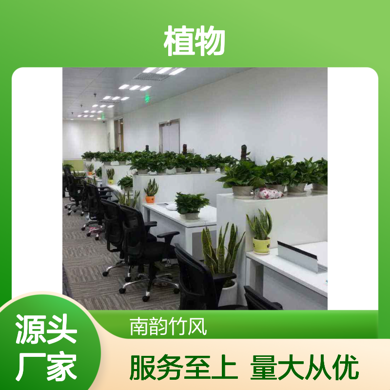 南韵竹风绿植租摆,专业养护省心省力 品种多样