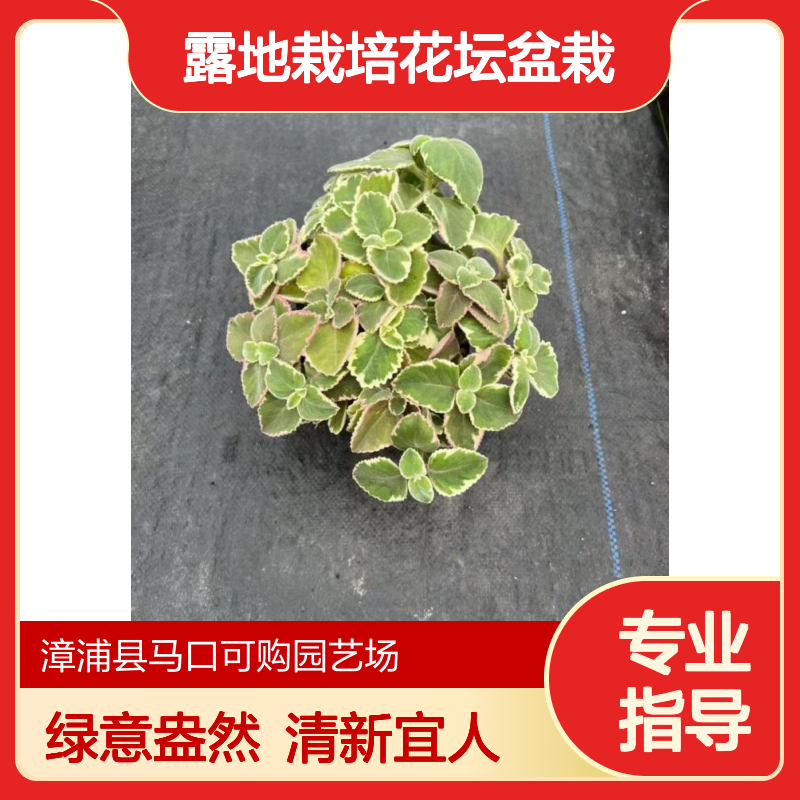 可购品牌薄荷盆栽 1.2年树龄15-25cm高 常色叶 露地栽培花坛盆栽优选