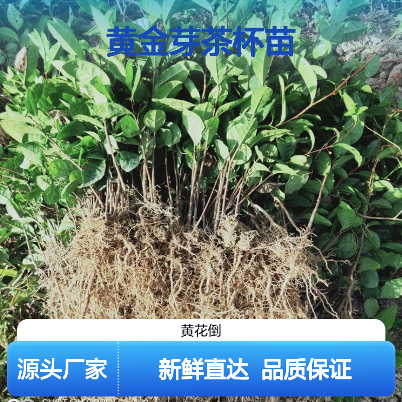 现挖现卖黄金芽茶杯苗 园林植物优选 专业培育