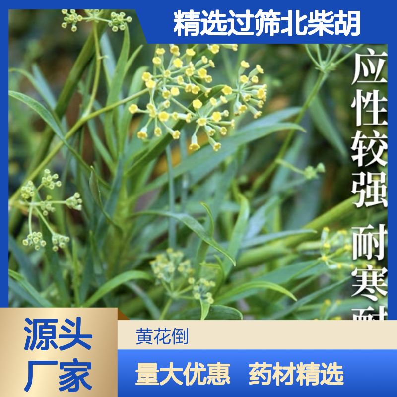 精选过筛北柴胡种子 耐寒耐旱基地直供 技术指导