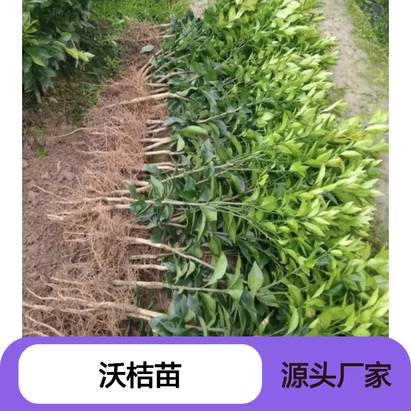 沃桔苗批发基地 晚熟杂交柑桔品种 长势旺盛 挂果力强