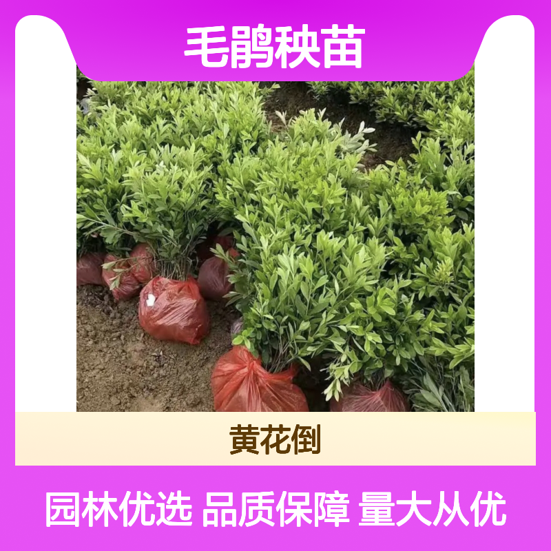 优质毛鹃秧苗供应 园林植物毛杜鹃 花多色艳 易于修剪