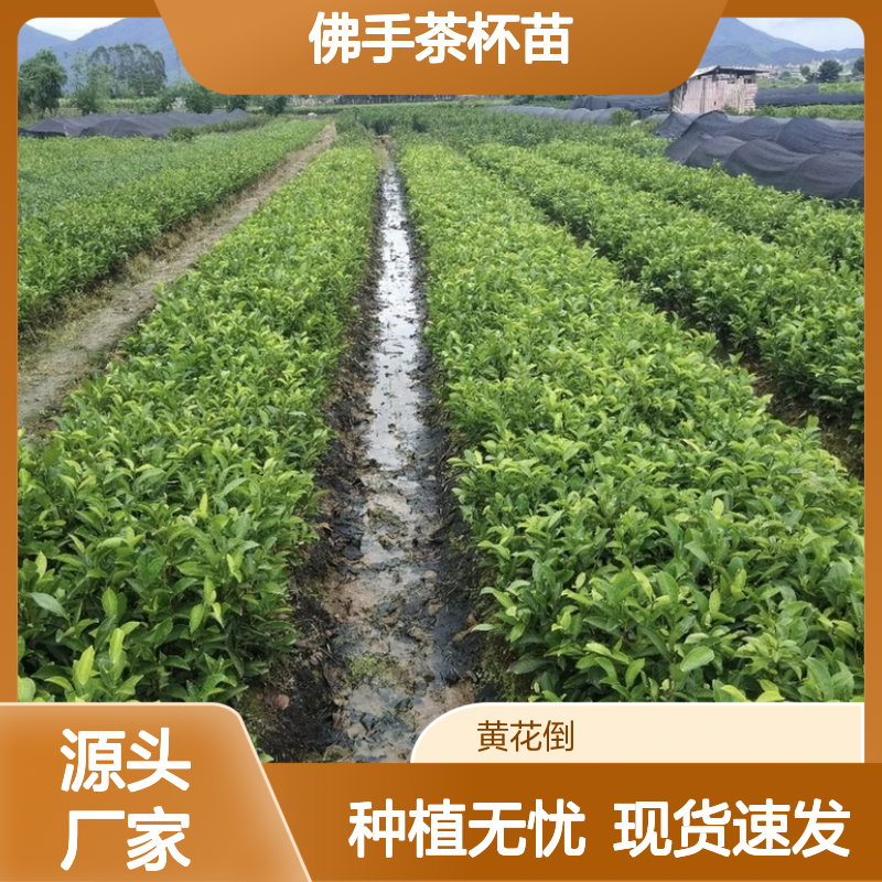 佛手茶杯苗 苗圃直供 品质保证 种植指导 绿意盎然