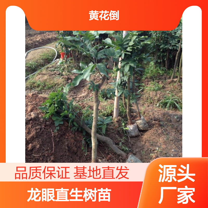 凤梨穗龙眼直生树苗 基地直发种植技术 品质纯正
