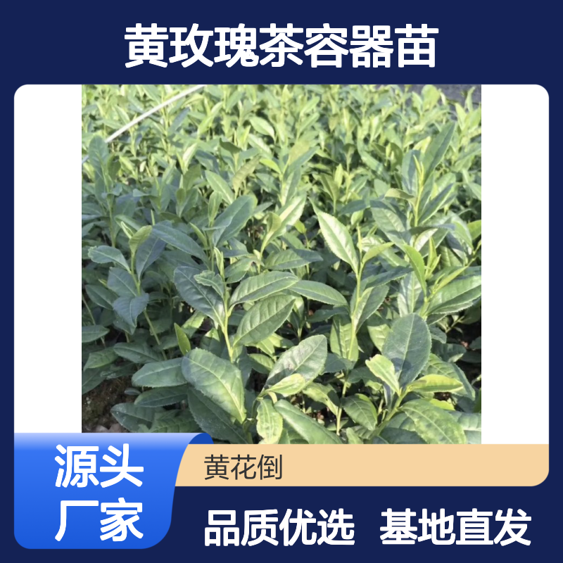 黄玫瑰茶容器苗 基地直供包邮 品质保证 送货上门