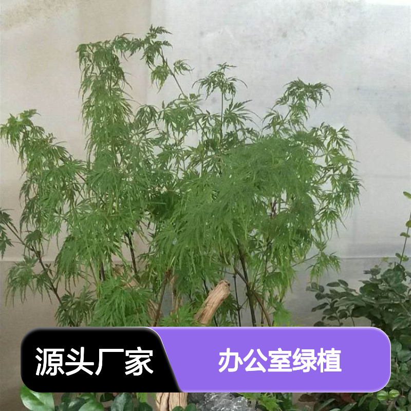 办公室绿植租摆 定期上门养护 免费换新 一年合同 注重口碑 南韵竹风
