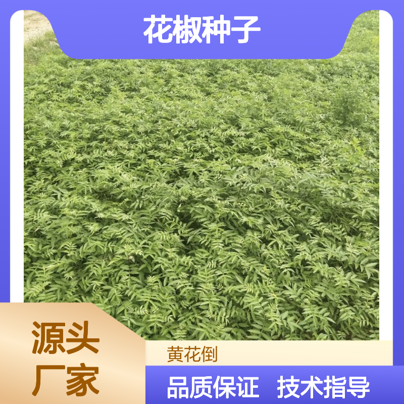新采收当年红花椒种子 苗木合作社自营免费技术指导