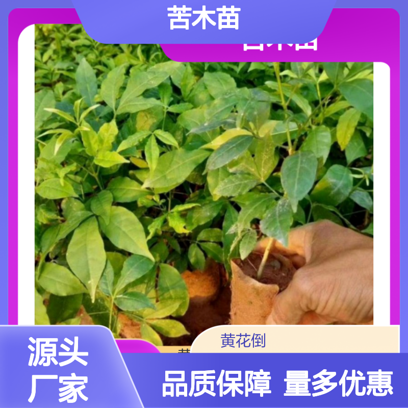 苦木苗 多年生植物 根系发达成活高 经济价值 适应性强