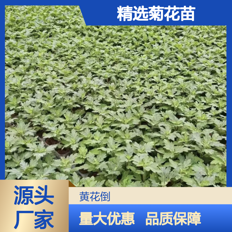 精选菊花苗 园林景观打造必备 品种全 实力雄厚
