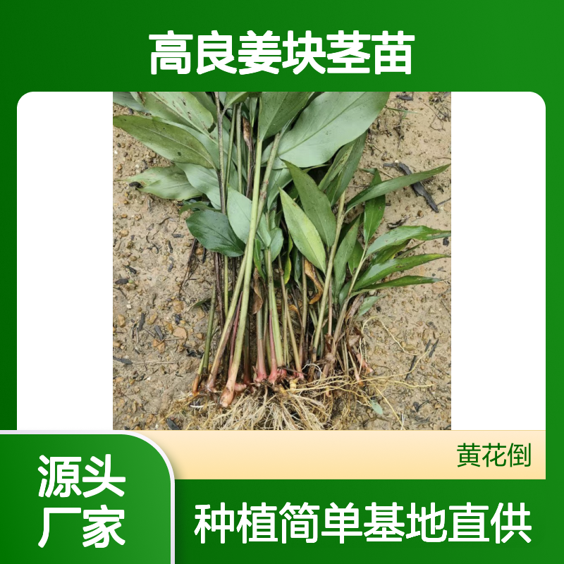 基地批发高良姜块茎苗 种植收益好荒山农田均可种植