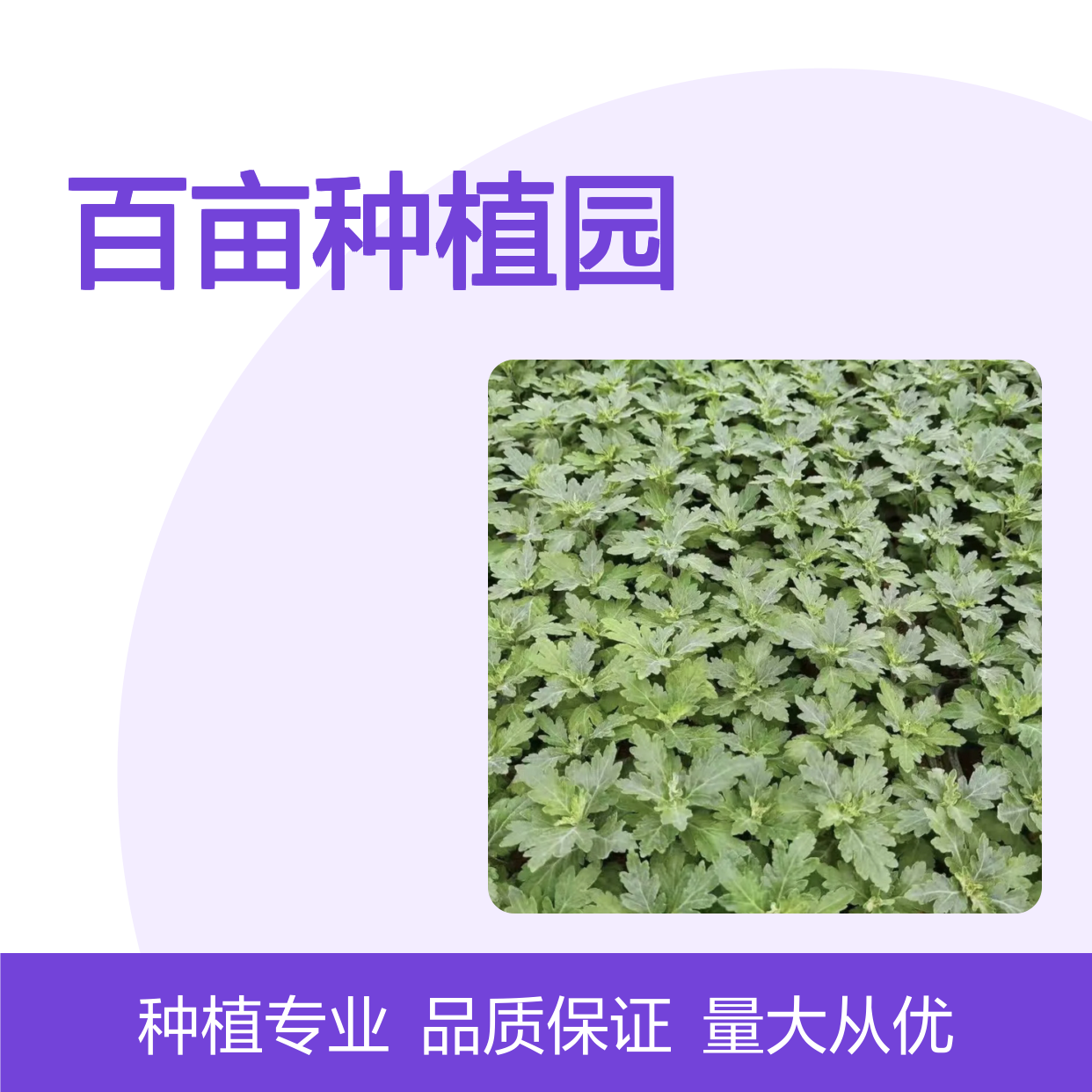 百亩种植园直供 金丝菊花苗批发 移栽技术 生长繁茂