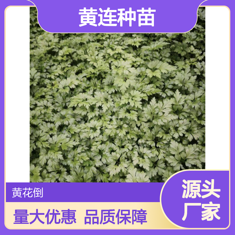 黄连种植区 优质黄连种苗 批发供应 成活率高 管理方便