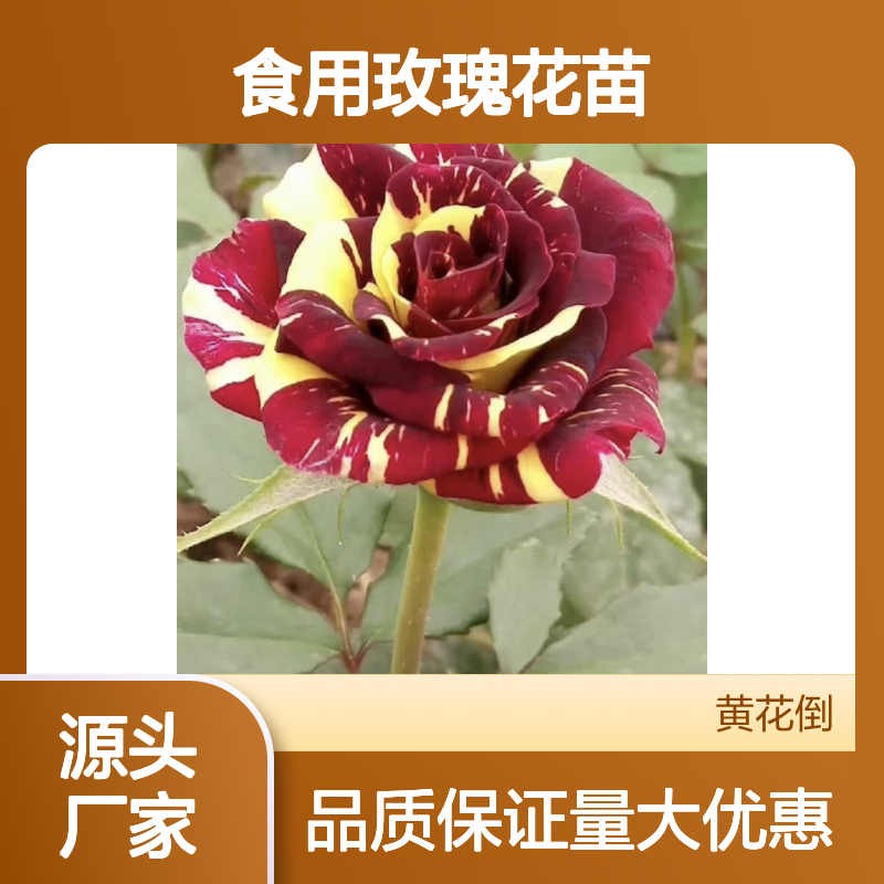 食用玫瑰花苗 批发种植 园林优选 保鲜期长 栽培简单