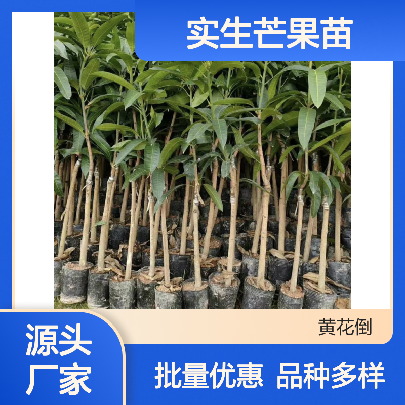 实生芒果苗 种植园直供 批发优选 鲜食佳品 纤维极少