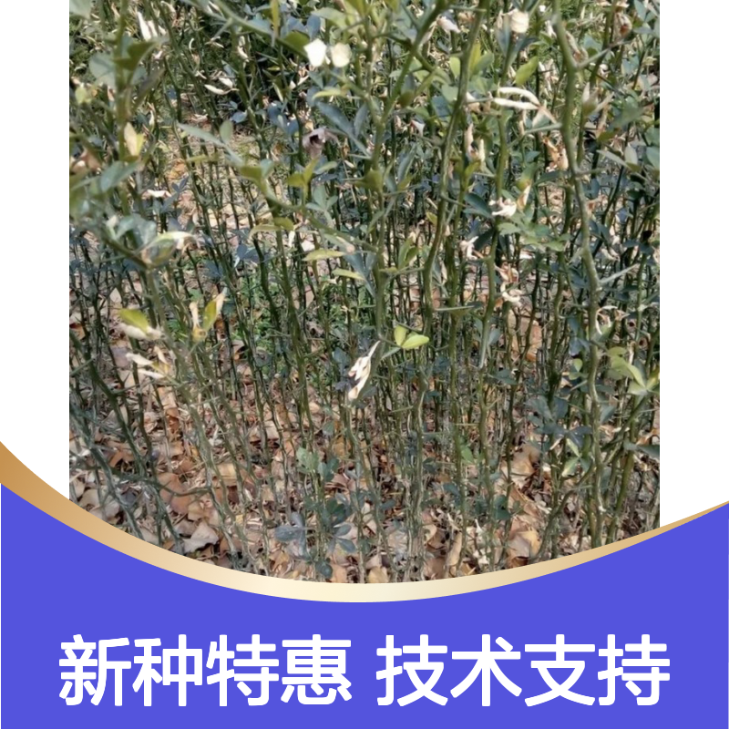当年纯新枳橙种子 苗木合作社自营免费技术指导