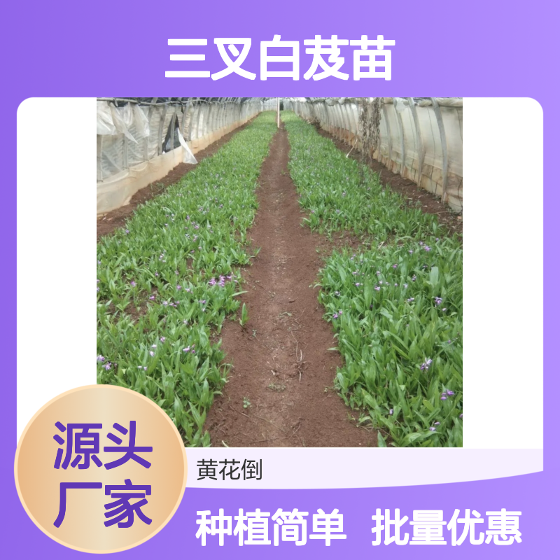 三叉白芨苗 批发供应 园林优选 生长迅速 养护简单