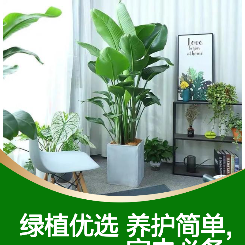 天堂鸟 网红植物 室内常见绿植盆栽 南韵竹风 花店可挑选