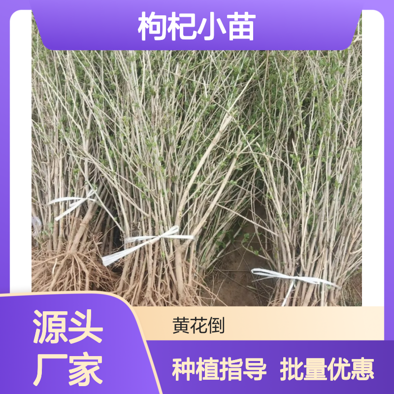 精选枸杞小苗 园林种植专用 品质优良 适应性强
