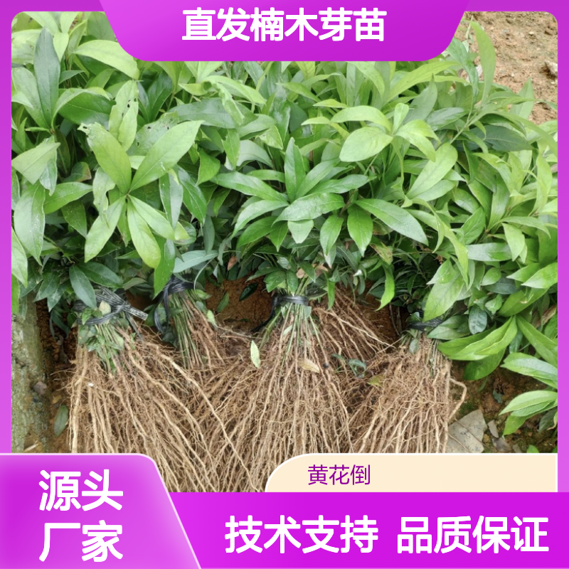 精选楠木芽苗 支持批发采购 纹理优美 耐腐性强