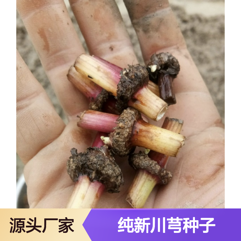 当年纯新川芎种子 现货技术指导 香气浓烈 品质保证