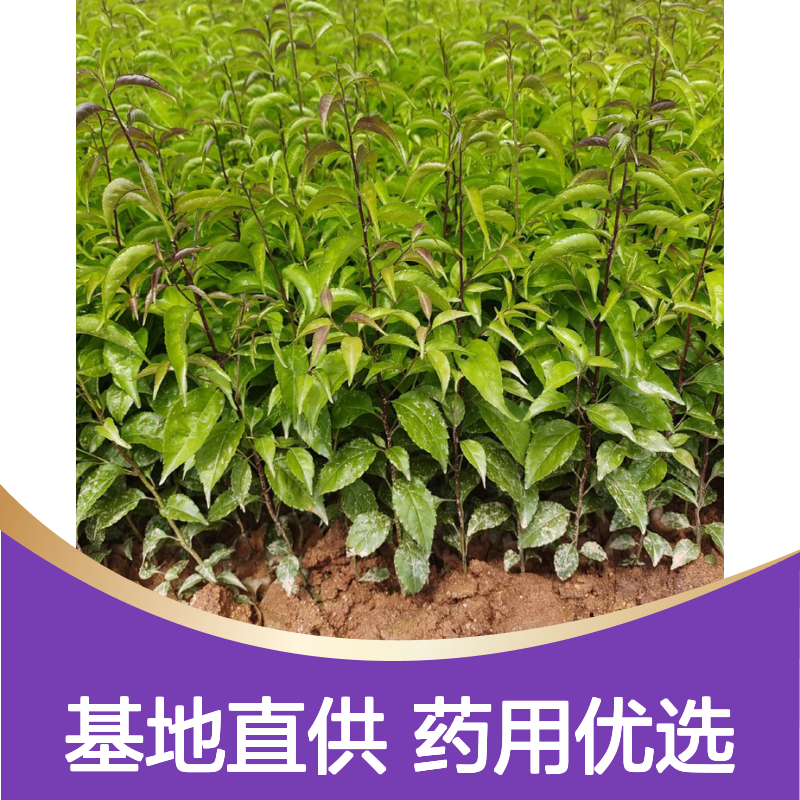 岗梅种苗 种植园直供 品质保证 药用价值 生长迅速