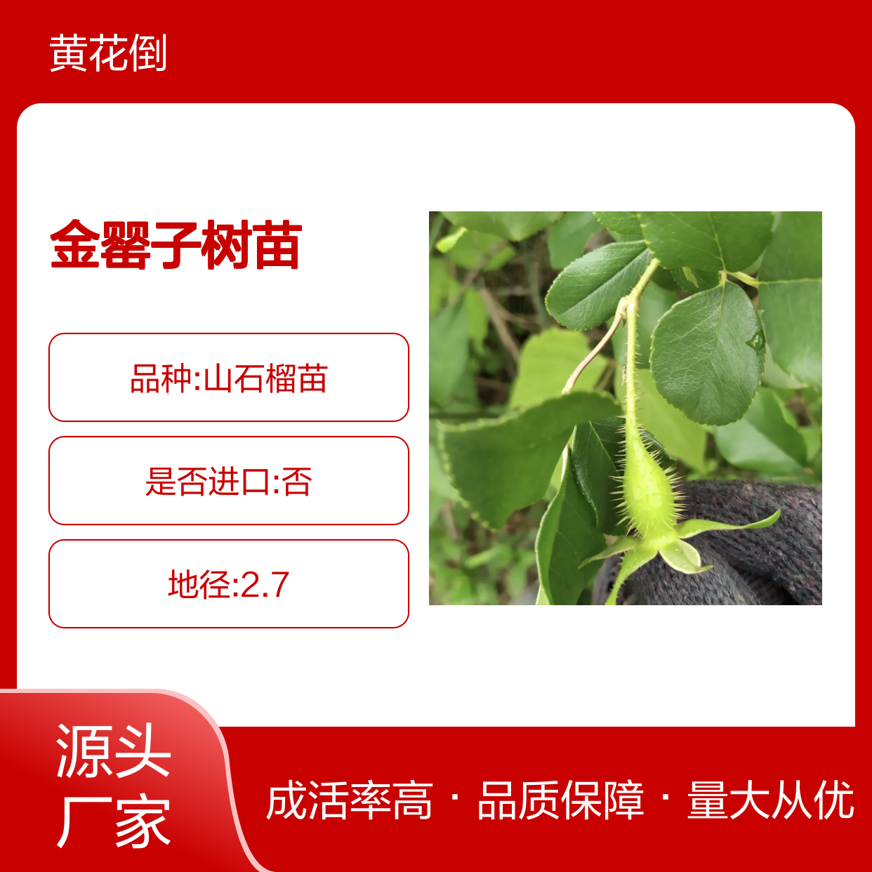 金罂子树苗 基地直供 常绿灌木 园林优选 广泛种植