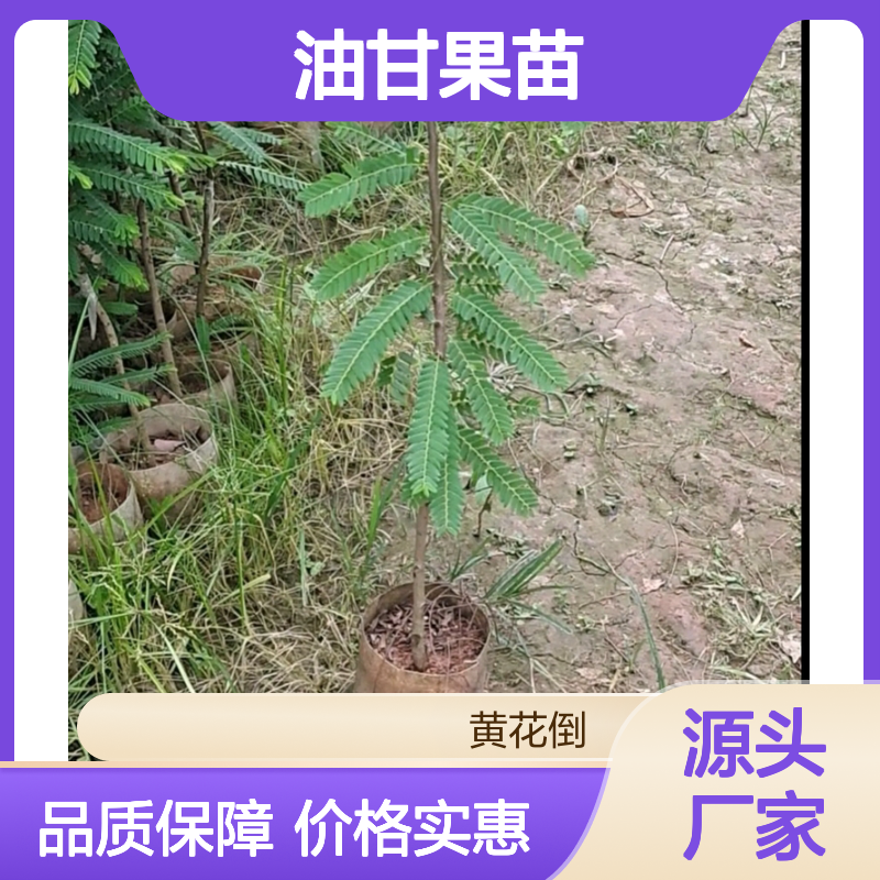 油甘果苗 批发种植 主产区直供 抗逆性强 生长迅速