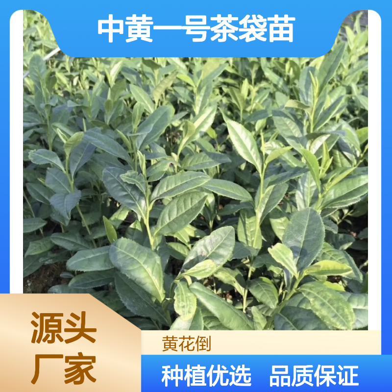 产地直发中黄一号茶袋苗 苗圃产地直供品质保证种植技术分享