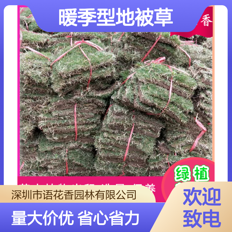 四季青草坪 暖季型地被草 矮生免修剪 真草皮 四季常绿景观草