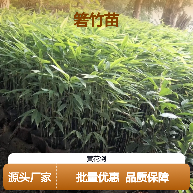 箬竹百亩园 批发箬竹苗 速生草本植物 繁殖简单