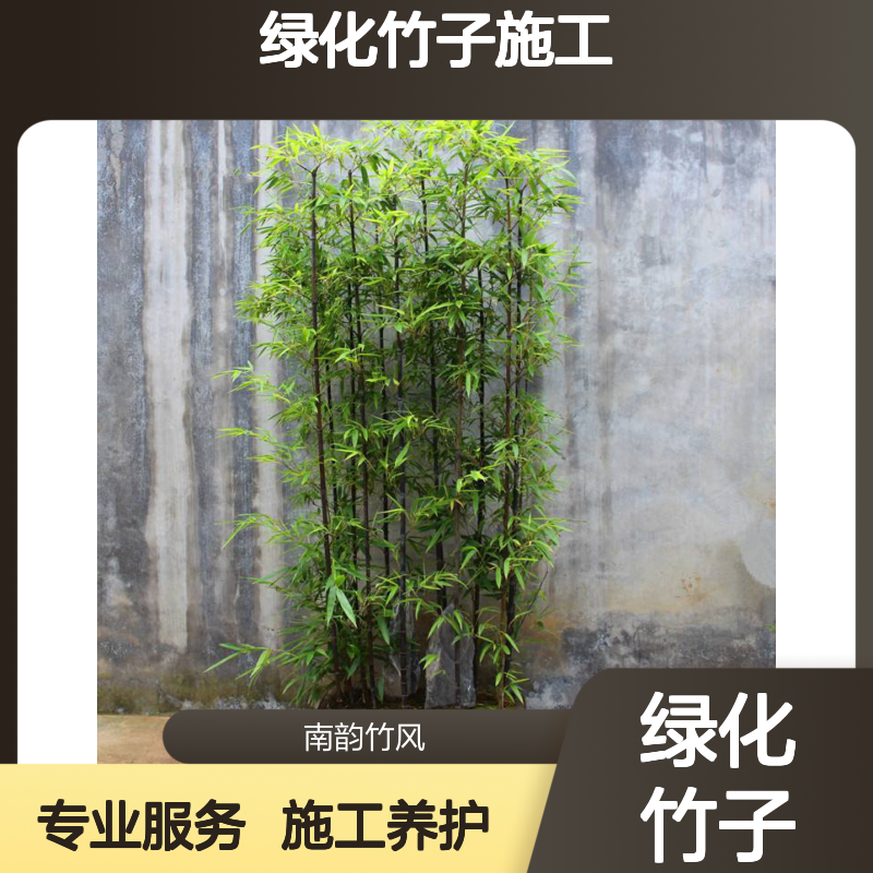 富贵竹 凤尾竹竹场种植 绿化竹子施工养护 包成活