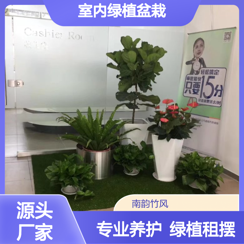植物租摆 宝 安公司室内绿植盆栽养护管理 满一年送一个与 南韵竹风