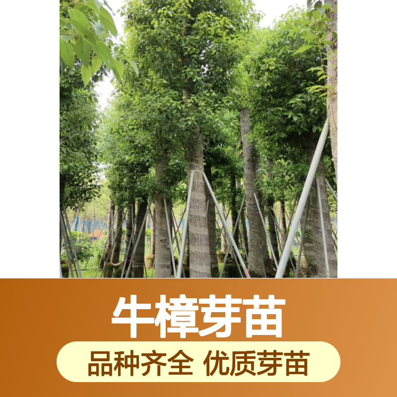 常年基地供应牛樟芽苗 品种齐全质量保证 根系发达种植好管理