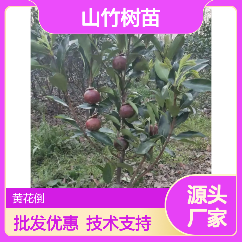 山竹树苗基地直供 批发零售 种植技术指导 产量丰富