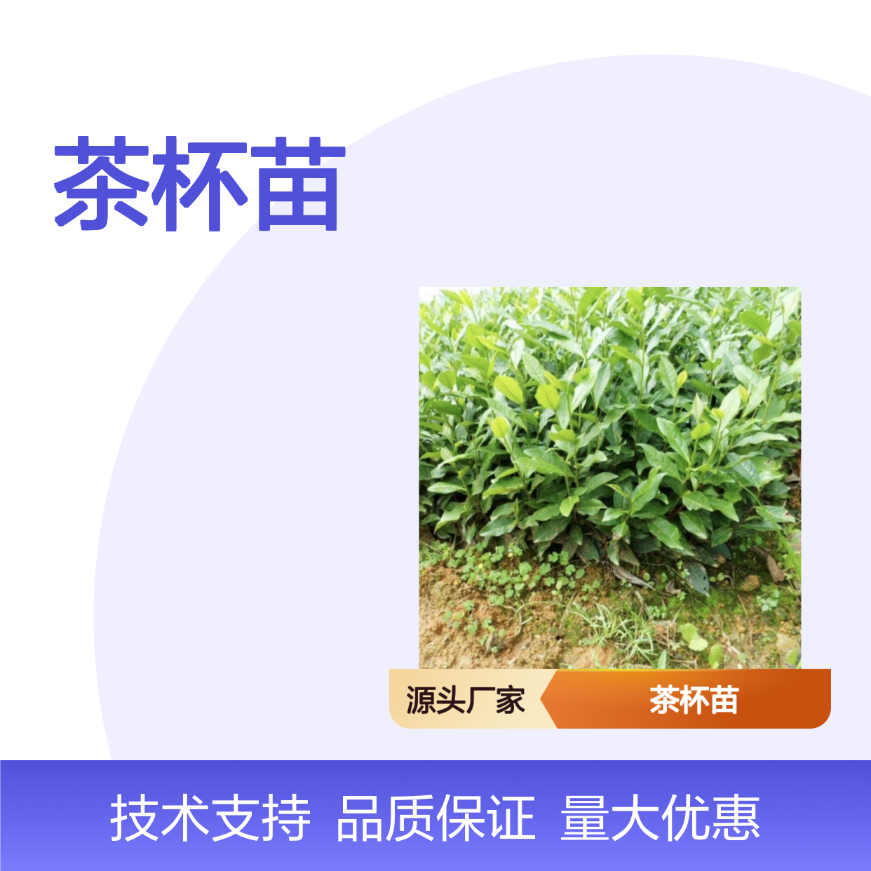 自产自销建德苞茶茶杯苗 支持园林定制 品质保证