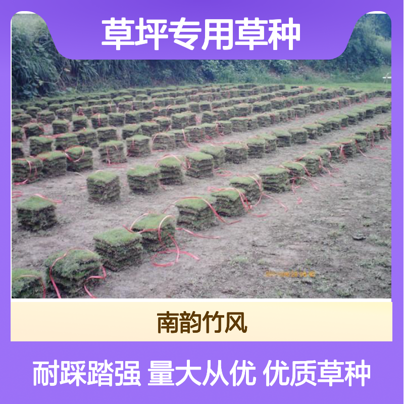 台 湾草 草皮批发市场 草坪专用草种 耐踩踏 南韵竹风