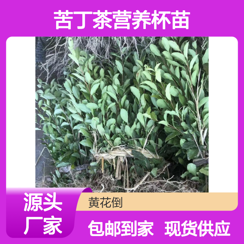 苦丁茶营养杯苗 四季采摘历史溯源 香气宜人 鲜浓甜醇