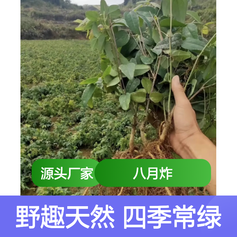 八月炸果树苗木 四季常绿 观赏食用兼备 野趣天然