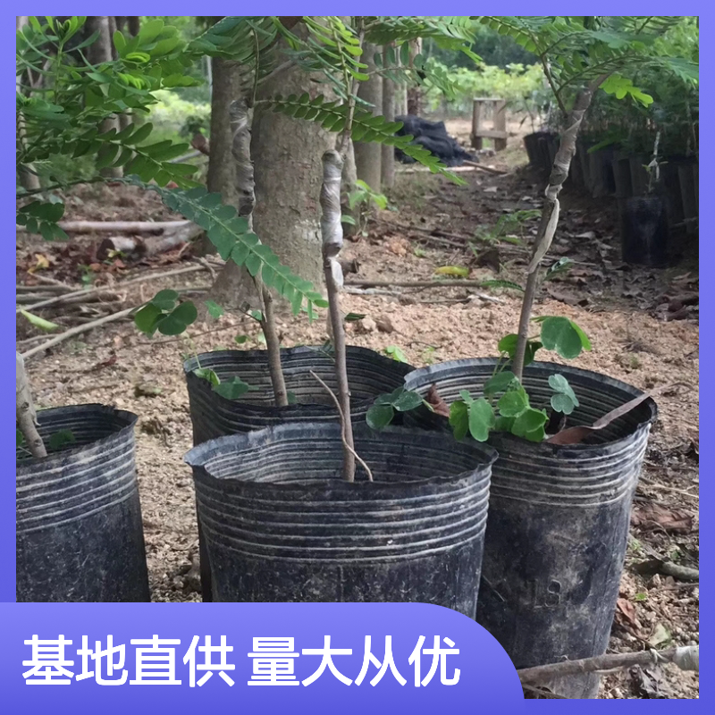 油金子苗 批发供应 果树苗木基地直供 营养丰富