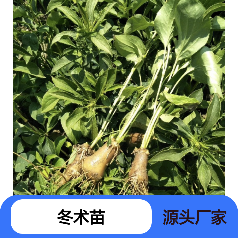 优质冬术苗种植基地 直供批发 精心培育 健康生长