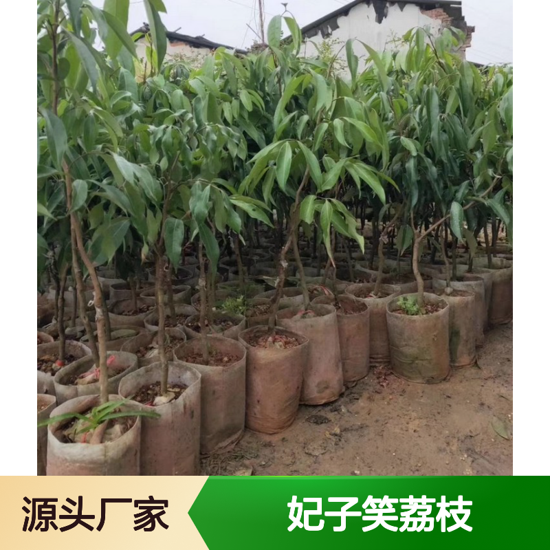 妃子笑荔枝直生树苗 多年生根系发达 成活率高