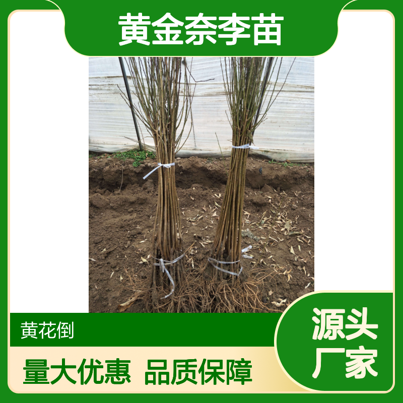 黄金奈李苗 批发种植基地直供 品质优良 生长旺盛